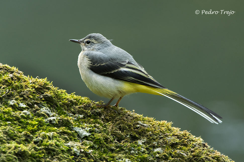 Lavandera cascadeña (Motacilla cinerea)